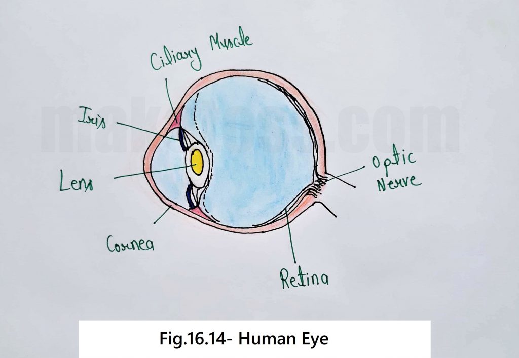 sketch diagram of the Human Eye