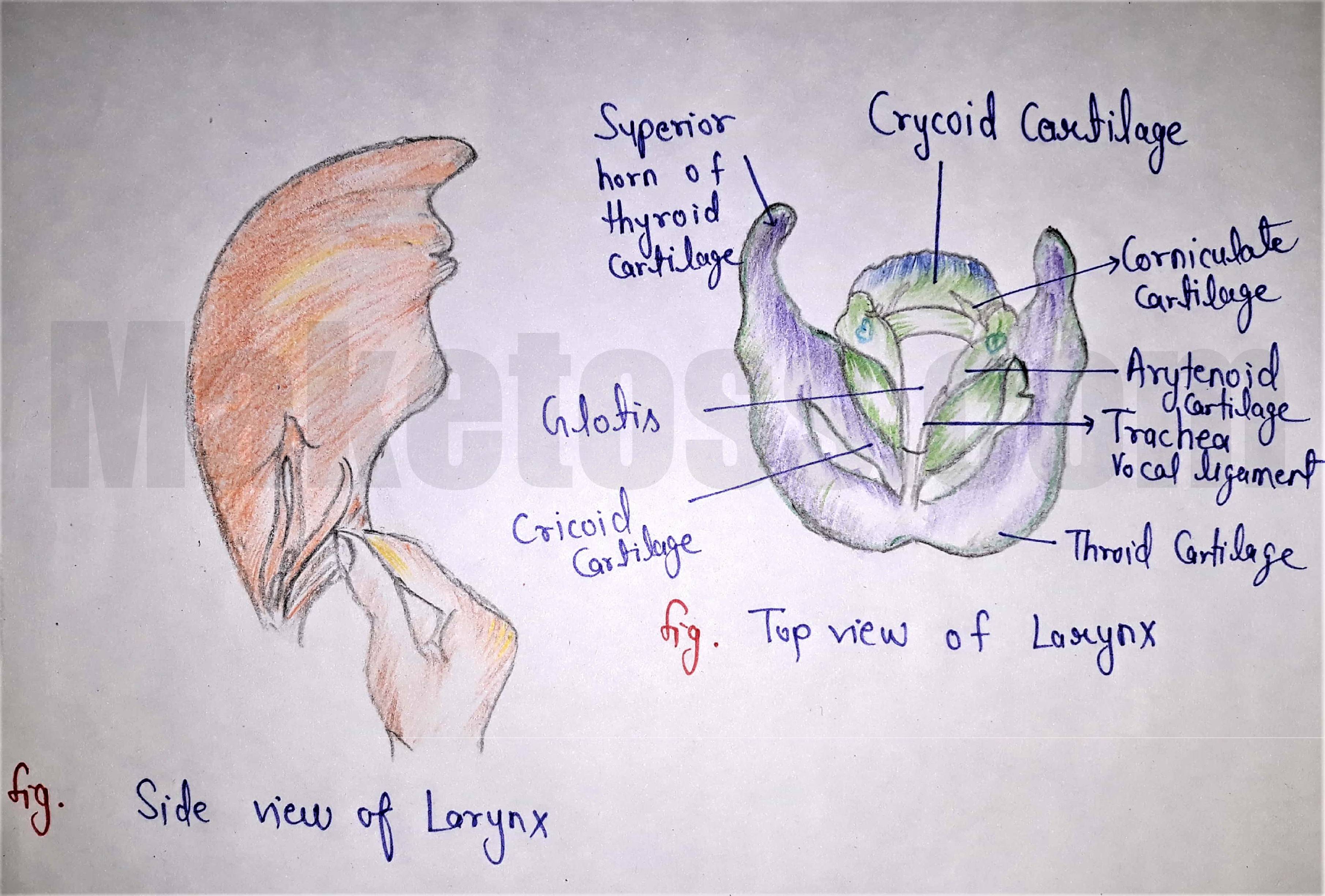 Sketch larynx and explain its functions in your own words