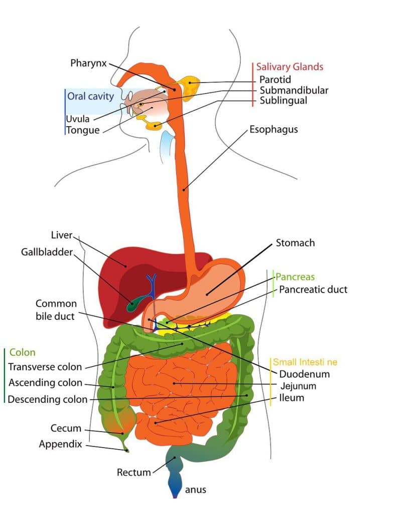 Diagram of digestive system.