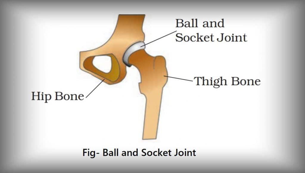 A ball and socket joint