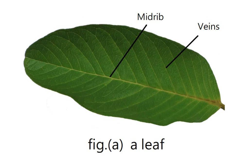 a leaf - labelled diagram - Midrib and veins