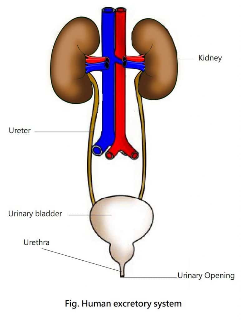 diagram of the human excretory system